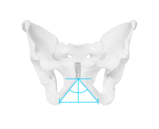 Graphic of a male pelvis