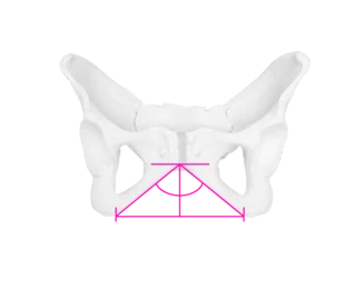 Graphic of a female pelvis